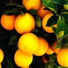 Интересно про апельсин - польза калории