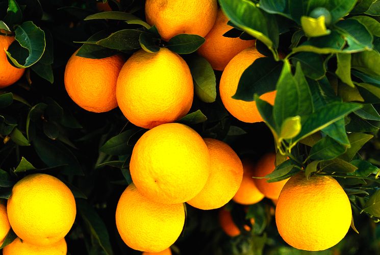 Интересно про апельсин - польза калории