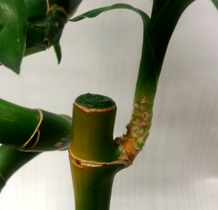 bolezni komnatnogo bambuka