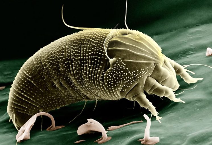 Грушевый клещ Eriophyidae микроскопического размера 0,1-0,3 мм