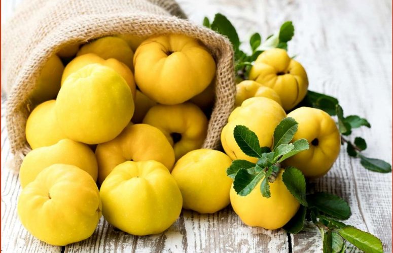 Как хранить айву дома