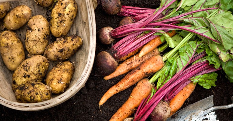 Как хранить свежие овощи