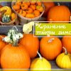 Как хранить тыкву зимой в квартире, на балконе или погребе