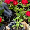 Зачем подкармливать розу весной