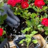 Зачем подкармливать розу весной