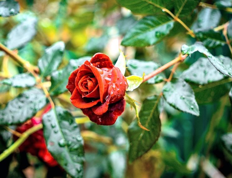 Как сажать розы осенью — посадка и уход за розами