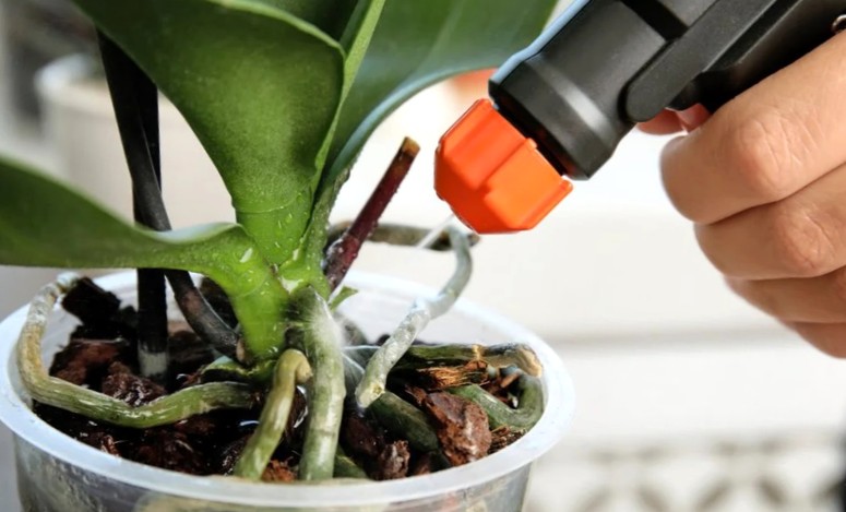 Как подготовить орхидею к внесению удобрения