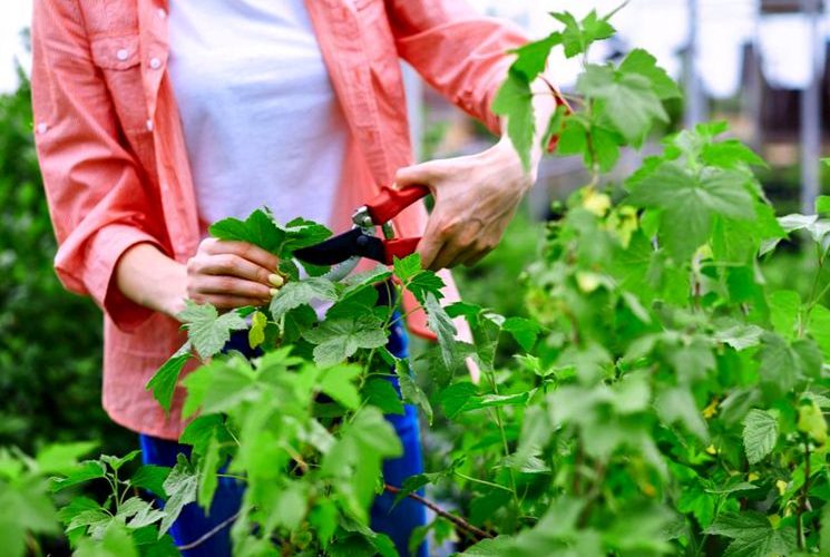 Как подготовить смородину к зиме