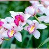 Как подкормить орхидею - нужные удобрения и способы