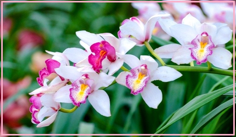 Как подкормить орхидею - нужные удобрения и способы