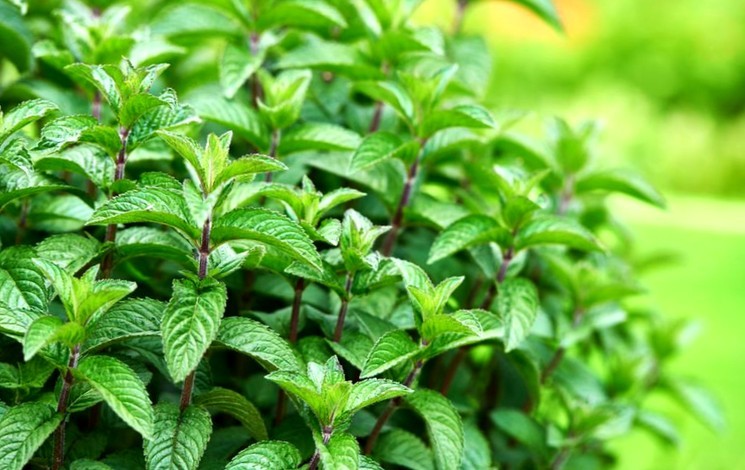 Как правильно выращивать мяту в открытом грунте