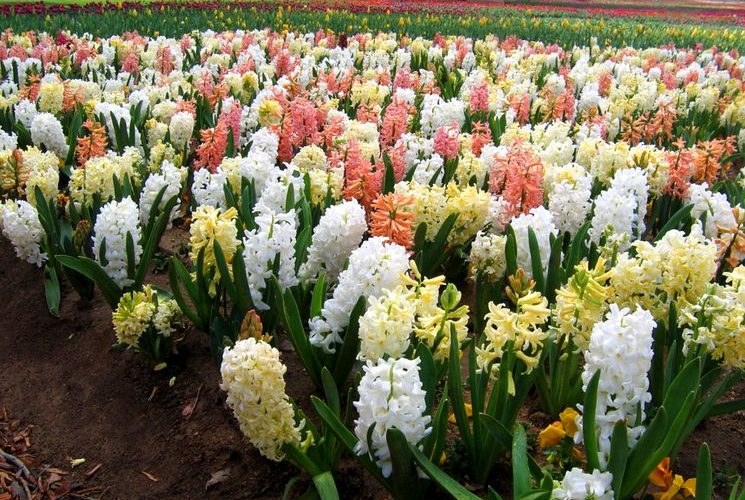 Как растут гиацинты