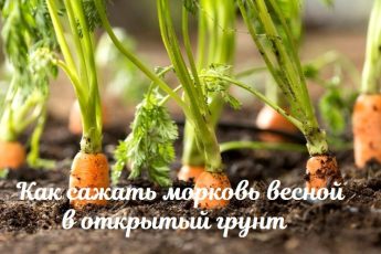 Как сажать морковь весной