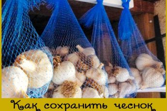 Способ хранения чеснока в домашних условиях