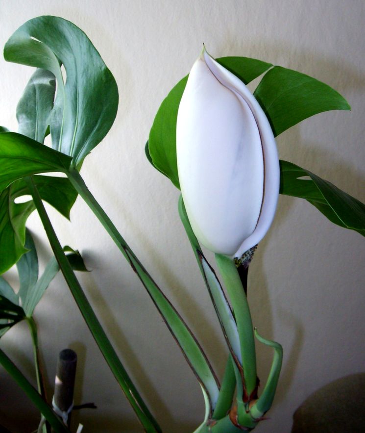 kak tsvetet monstera
