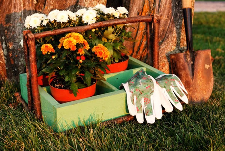 Как уберечь садовую хризантему в холодный период