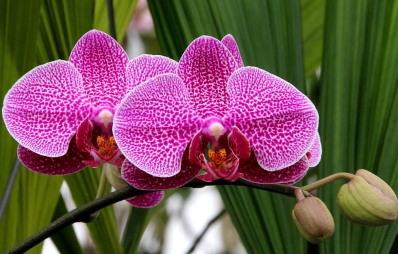 Что делать чтобы орхидея цвела дольше