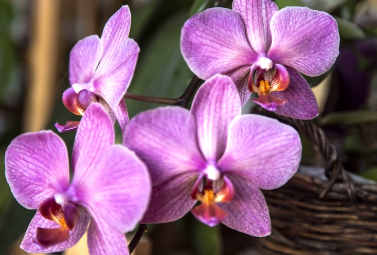 Что делать чтобы орхидея цвела больше