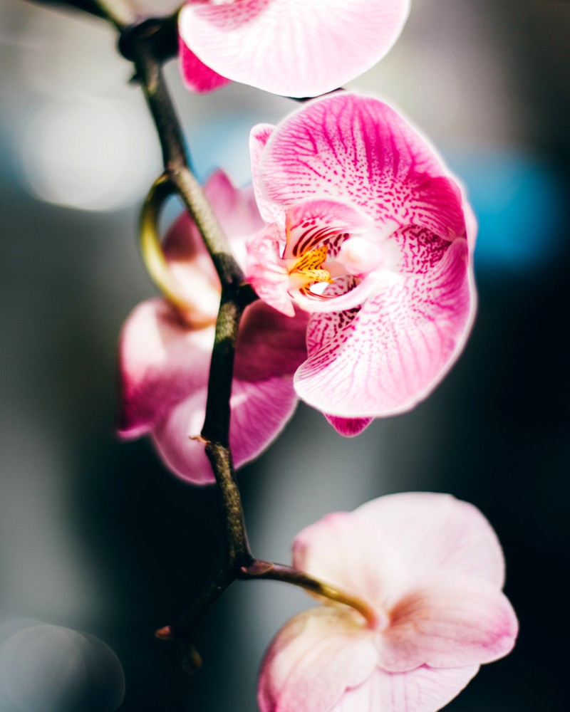 Как продлить цветение орхидеи