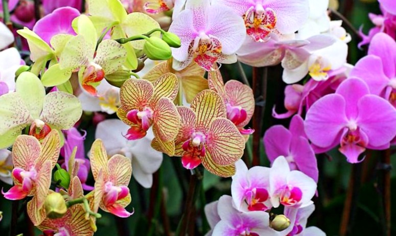 Как ухаживать за цветущей орхидеей