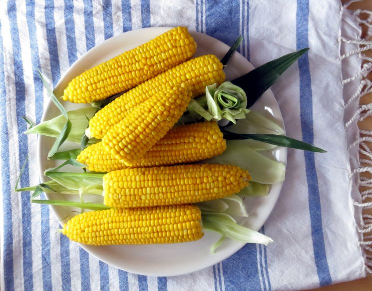Лучший рецепт вареной кукурузы. kak varit kukuruzu v multivarke. Лучший рецепт вареной кукурузы фото. Лучший рецепт вареной кукурузы-kak varit kukuruzu v multivarke. картинка Лучший рецепт вареной кукурузы. картинка kak varit kukuruzu v multivarke. И взрослые, и дети с нетерпением ждут середины лета, чтобы полакомиться сладкой и ароматной молодой кукурузой. Несмотря на то что эта злаковая культура у нас очень распространенная, не каждая хозяйка знает, как правильно варить кукурузу, чтобы она получилась мягкая и сочная. Традиционно початки варят в кастрюле и подают как самостоятельное блюдо с солью крупного помола или кусочком свежего сливочного масла.