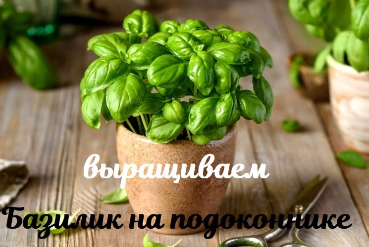 Как выращивать базилик на подоконнике