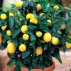 Как вырастить лимонное дерево из косточки