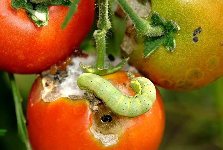 Как защитить томаты от Совки