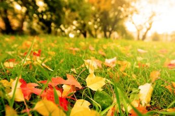 Какие удобрения нужно вносить осенью?