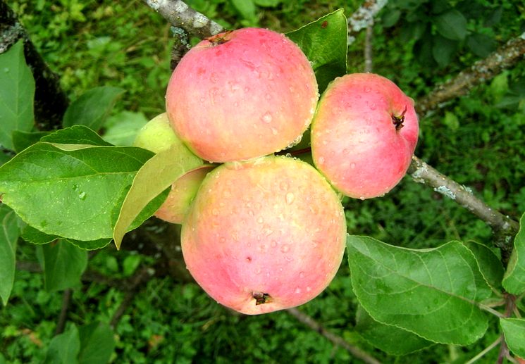 Хороший урожай яблок