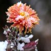 Хризантемы осенью - как готовить цветы к зиме