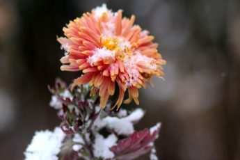 Хризантемы осенью - как готовить цветы к зиме