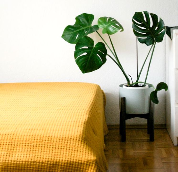 komnatnaya monstera