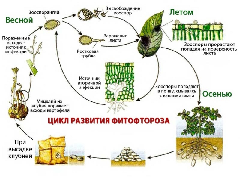 Куст картофеля с бурыми пятнами фитофтороза на листьях