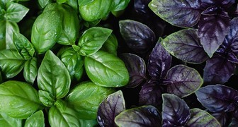 Кустики базилика с зелёными и фиолетовыми листьями на грядке