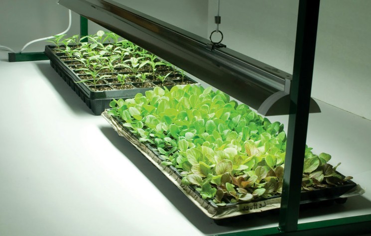Как выращивать рассаду овощей в домашних условиях?