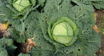 Лист капусты с желтыми пятнами и наростами на корне — признаки болезни