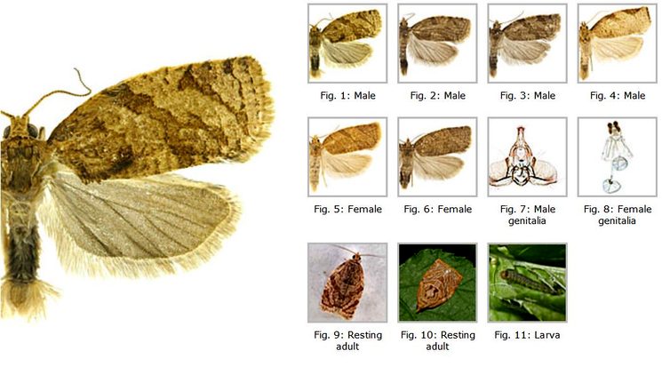 Листовертка Adoxophyes orana
