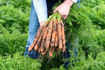 Лучшие сорта крупной моркови