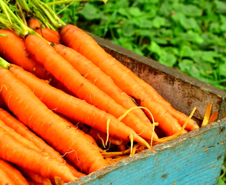 Сорта самой сладкой моркови