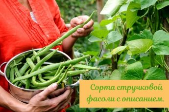 Лучшие сорта семян стручковой фасоли