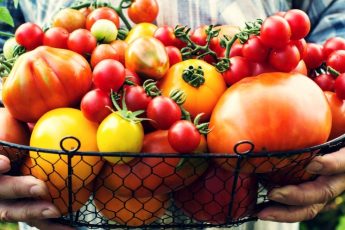 Лучшие сорта томатов для теплицы - фото, описание и характеристика