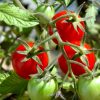 Лучшие удобрения для томатов