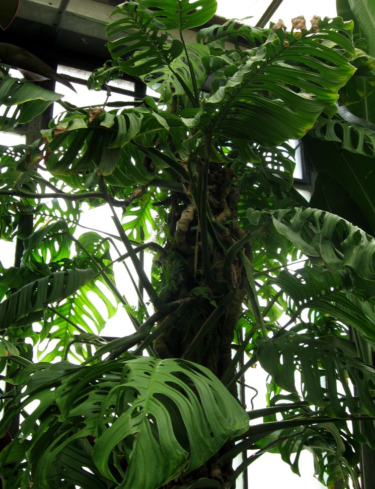 monstera v oranzhereye