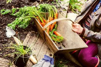 Как и когда сажать морковку осенью
