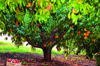Обрезка персика - как правильно обрезать персиковое дерево