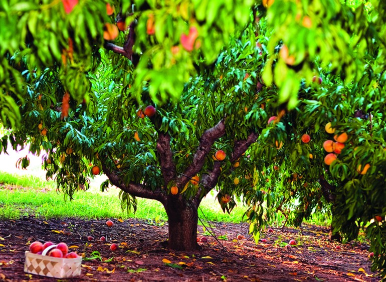 Орезка персика - как правильно обрезать персиковое дерево