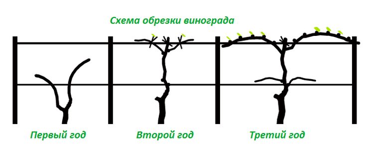 Схема обрезки винограда весной