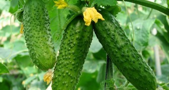 Огурцы в теплице на шпалере с крупными ровными зеленцами