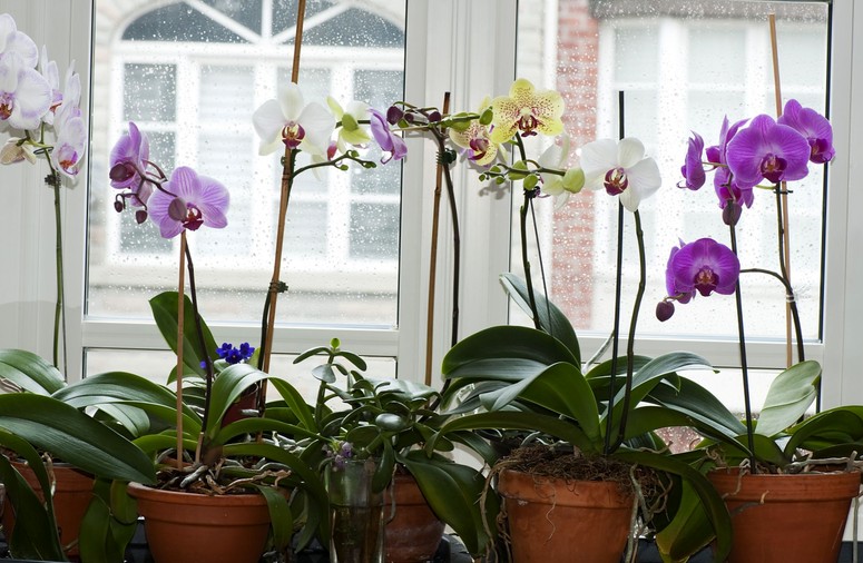 Свежий воздух для орхидеи зимой